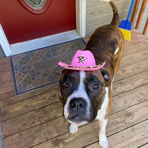 Bundle offer. Smoke free dog friendly home.